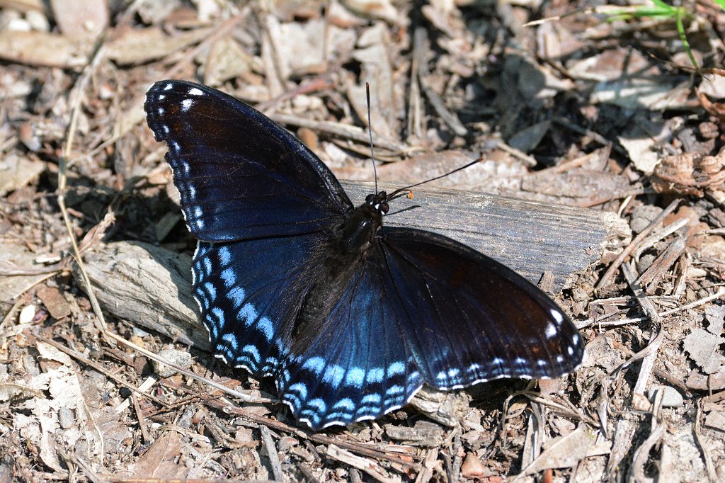 150 2016-08054264 Broad Meadow Brook, MA.JPG - Red-spotted Admiral Butterfly (Limenitis arthemis). Broad Meadow Brook Wildlife Sanctuary, MA, 8-5-2016